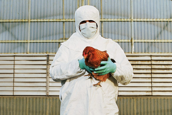 Avian flu image